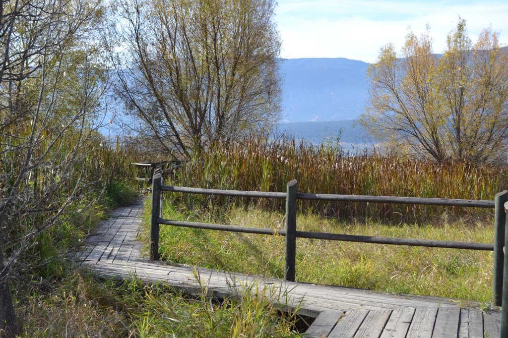 Board Walk in the Nature walk