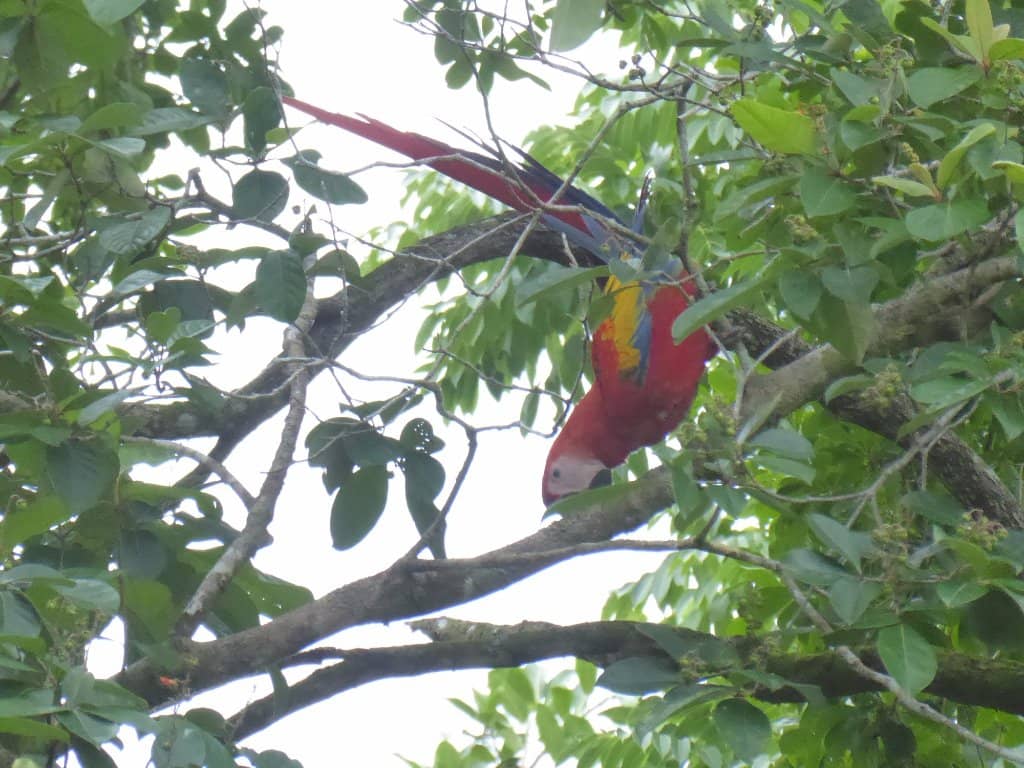 Abundant Fish Schools