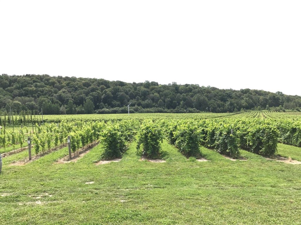 Niagara College Teaching Winery and Brewery