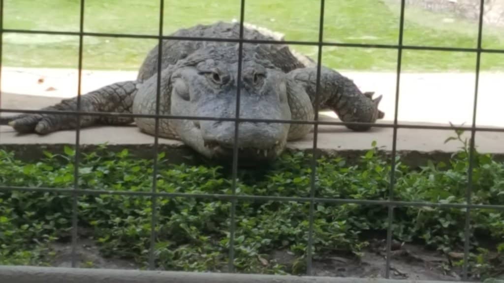 Exotic Animal Encounters