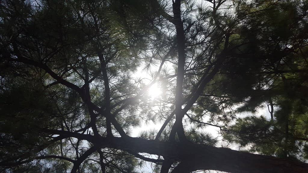 Waugh Drive Bridge Bat Colony