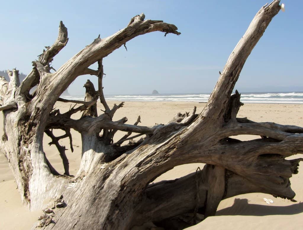 Beachcombing Treasures