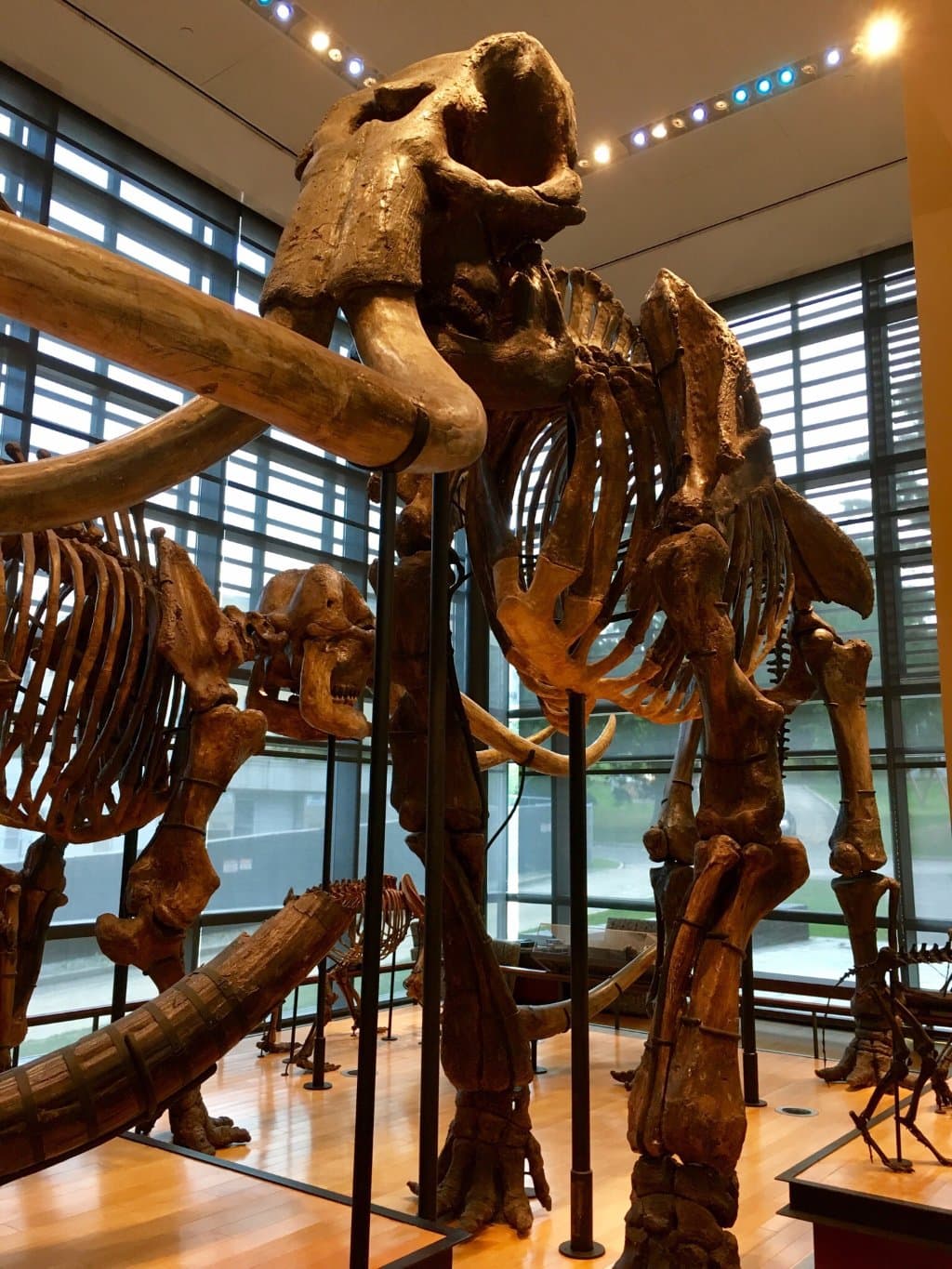 Official mascot of Amherst College