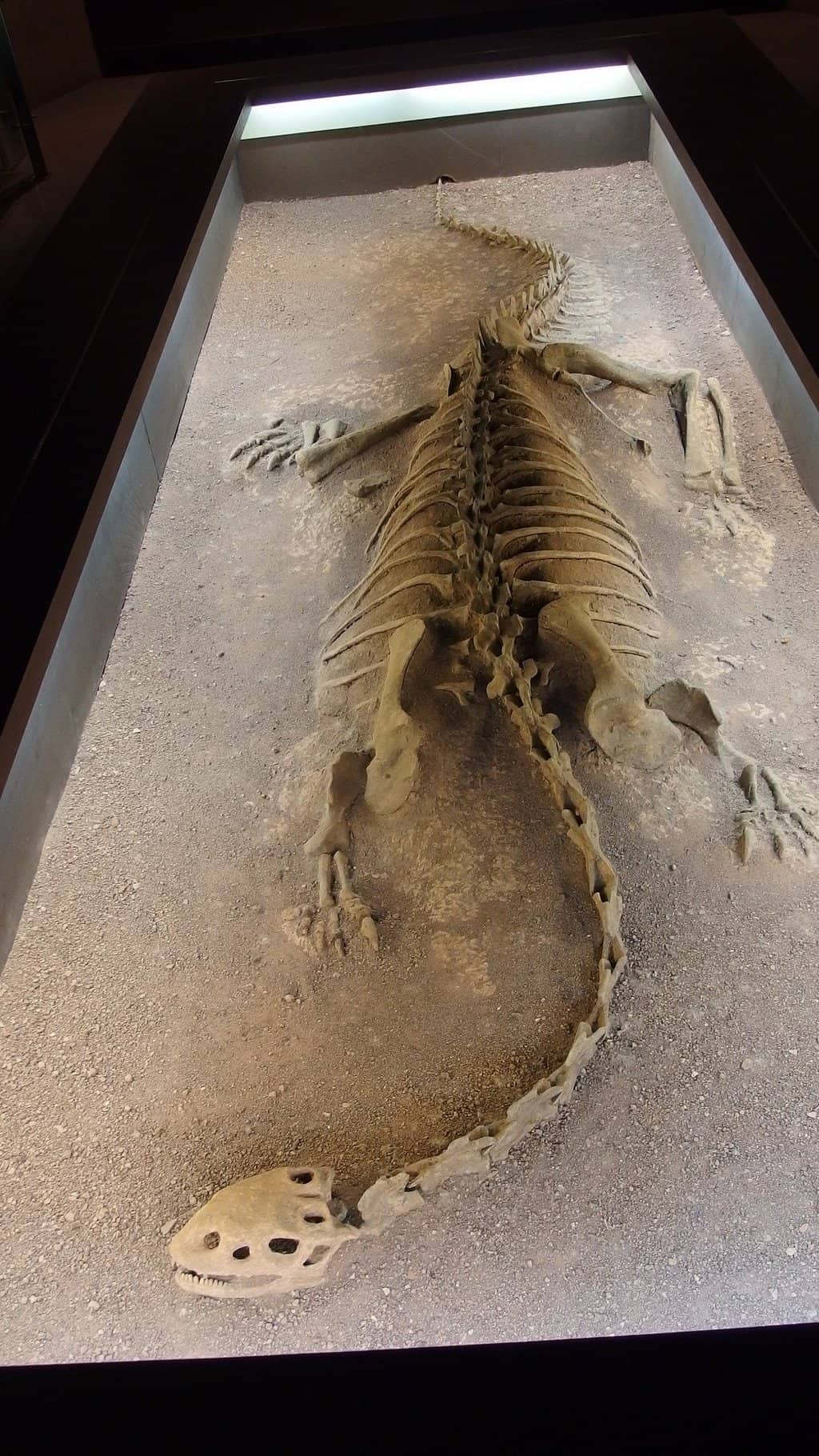 Dinosaur Fossil Museum