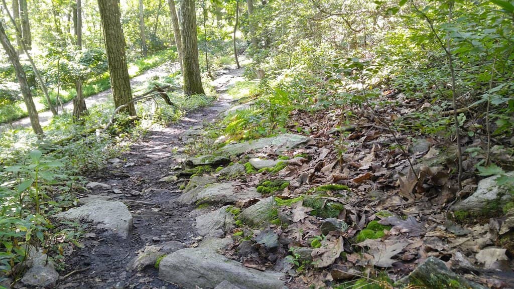Black Locust Trail