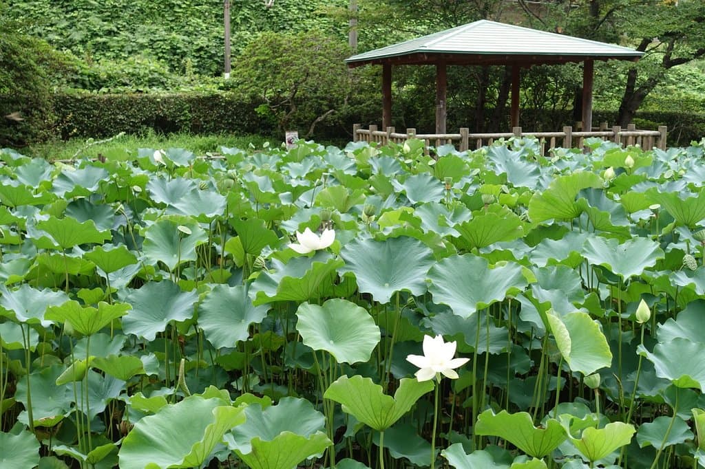 Matsugaoka Park Iwakitaira Castle Ruins