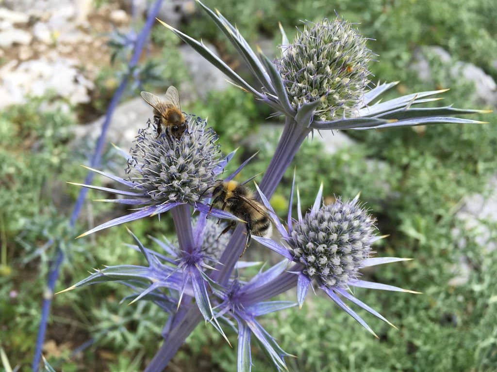 Interactive Bee Display
