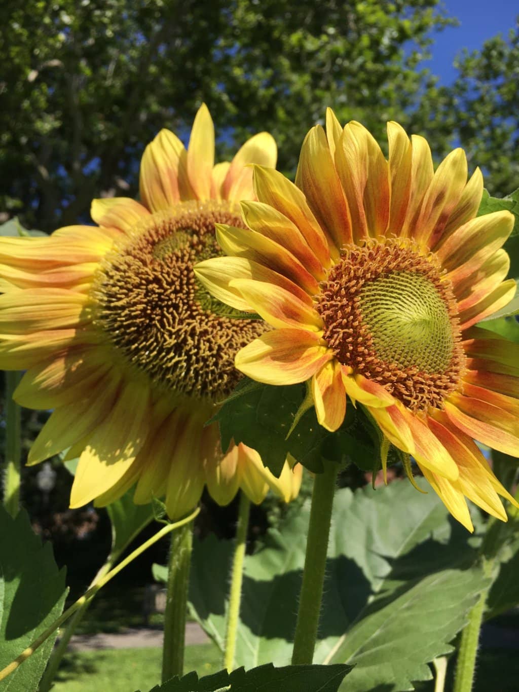 Arboretum Walk