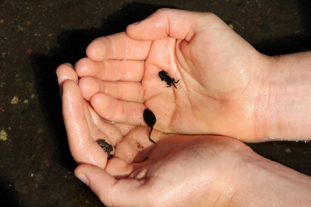 Broken Top Mountain Views