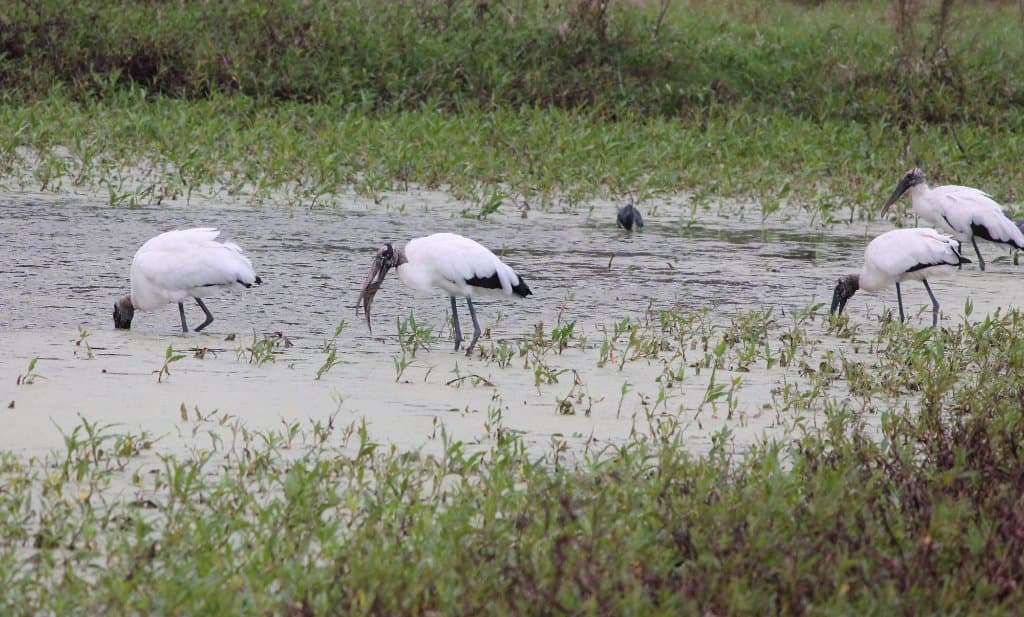 Woodstorks