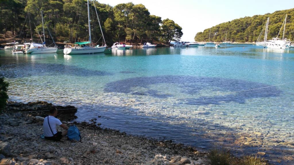 Scenic Pine Forest Trail