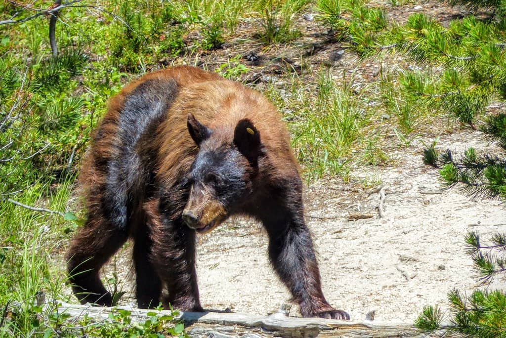 Crystal Clear Waters