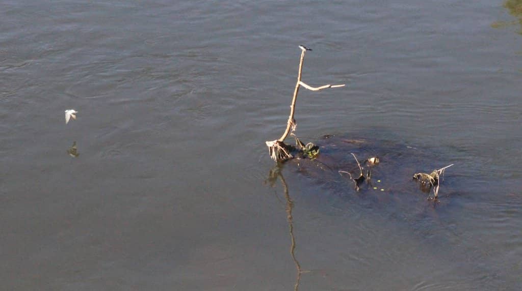 Panoramic River Views