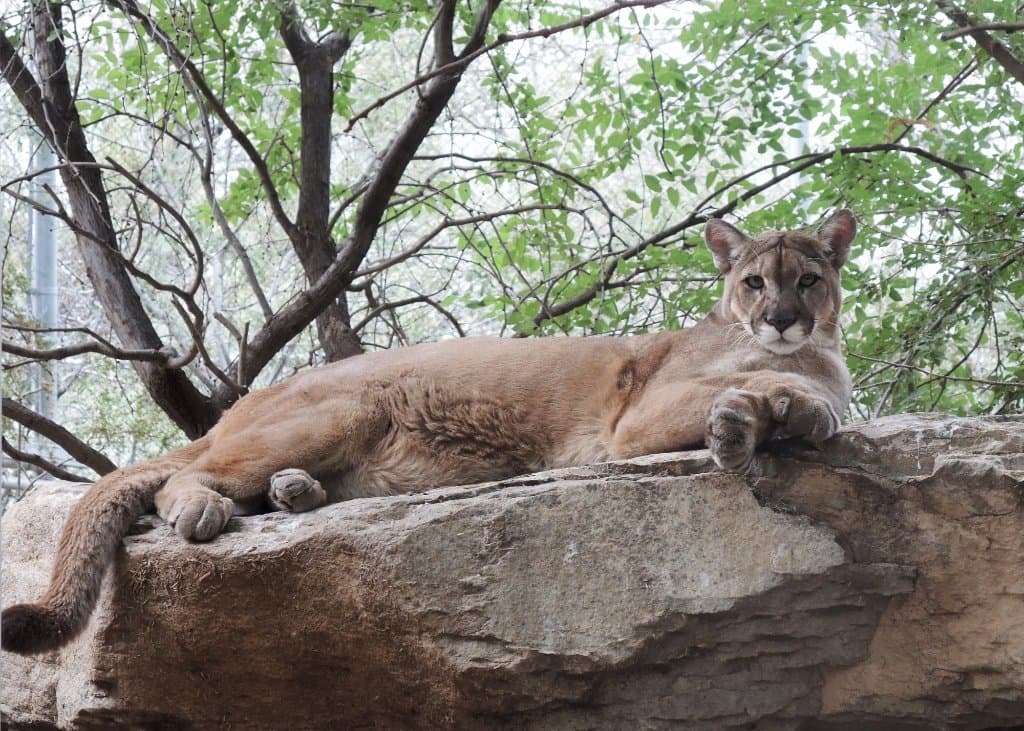 Cleo, mountain lion, enjoys people watching