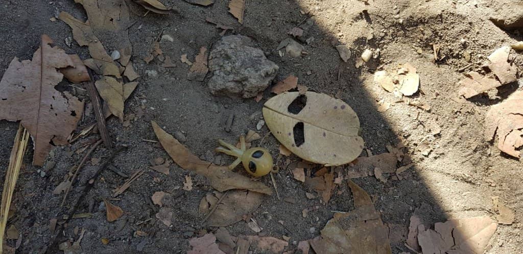 Abundant Wildlife Encounters