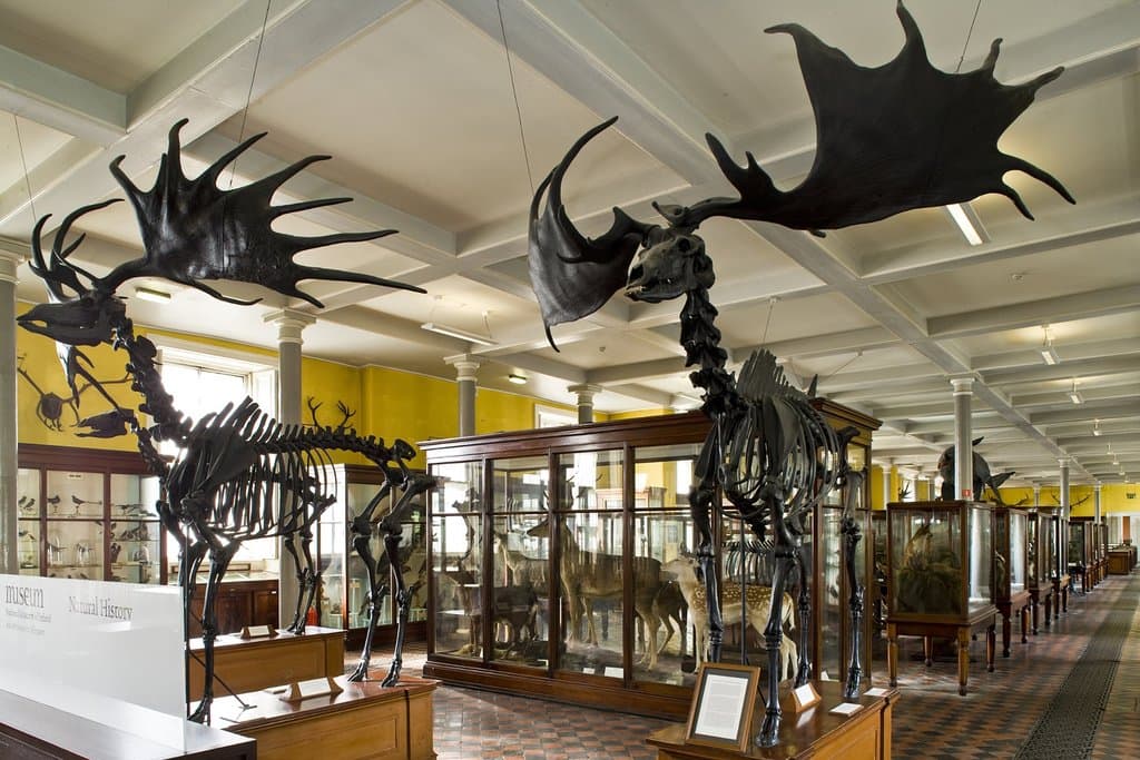 National Museum of Ireland – Natural History Dublin