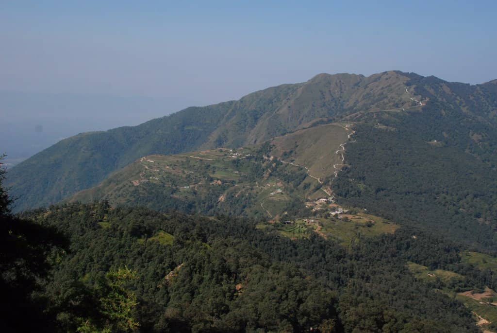 Tranquil Forest Trails