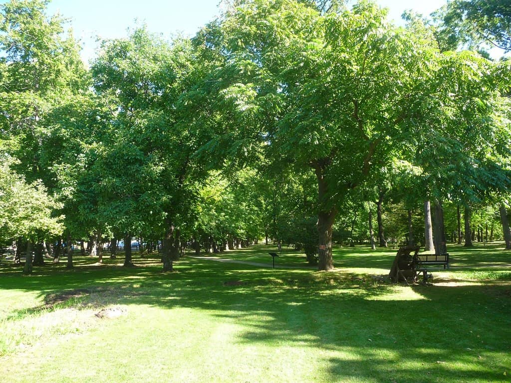 Nut Harvest Celebration