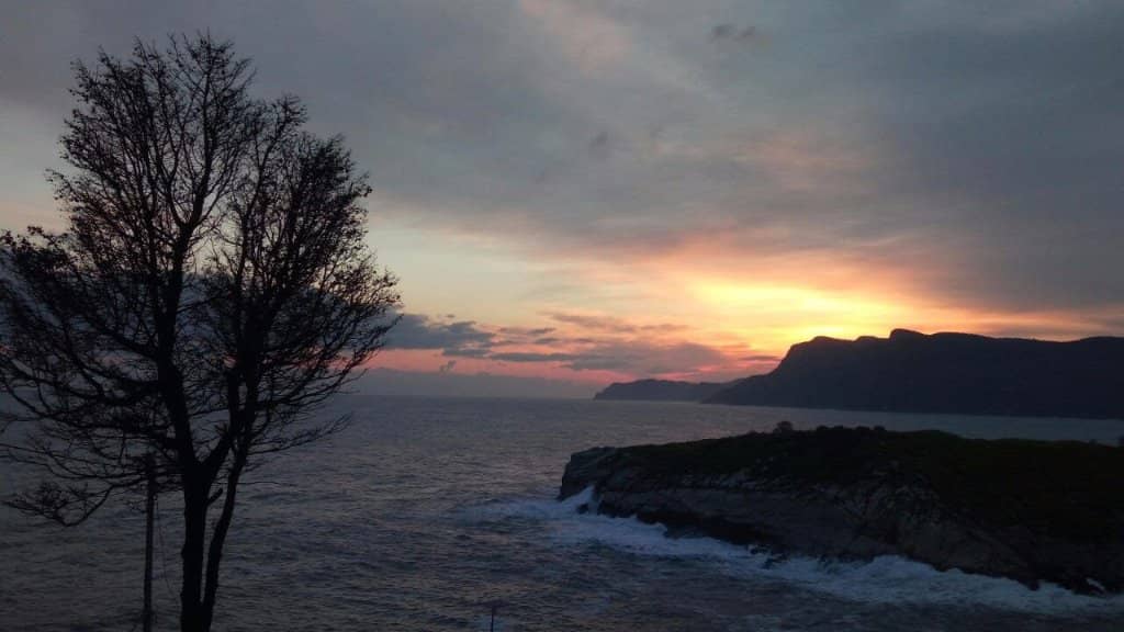 Unique Potted Plants