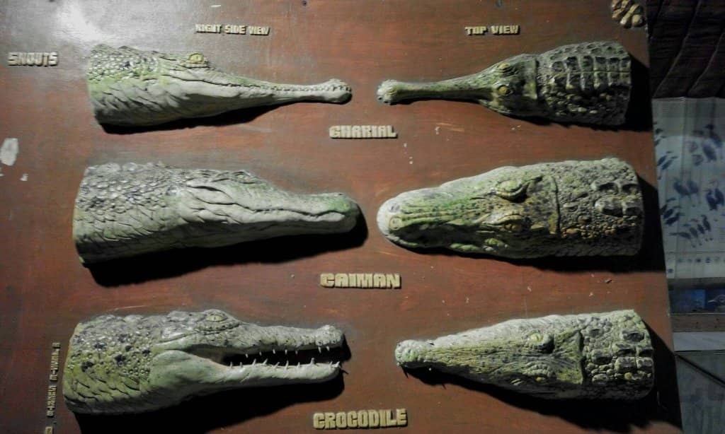 Animal Ambassador Show