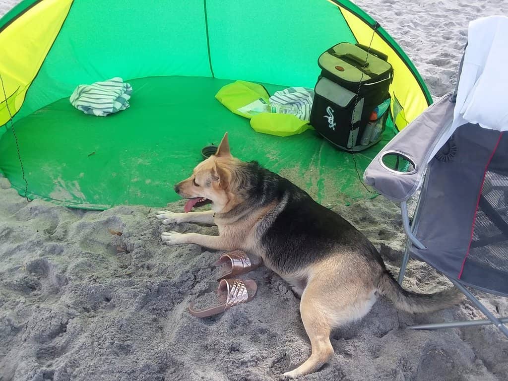 The Dog Beach