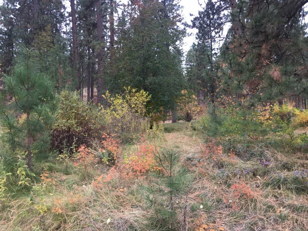 Scenic Walking Paths