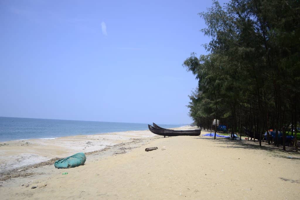Pine Tree Lined Shores