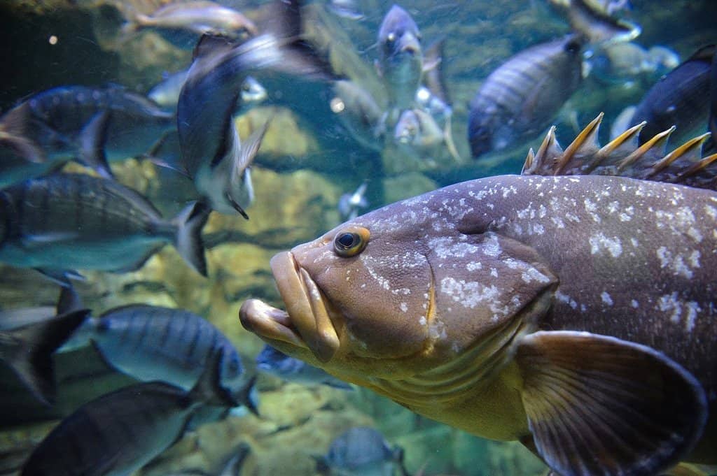 Mesmerizing Jellyfish Exhibits