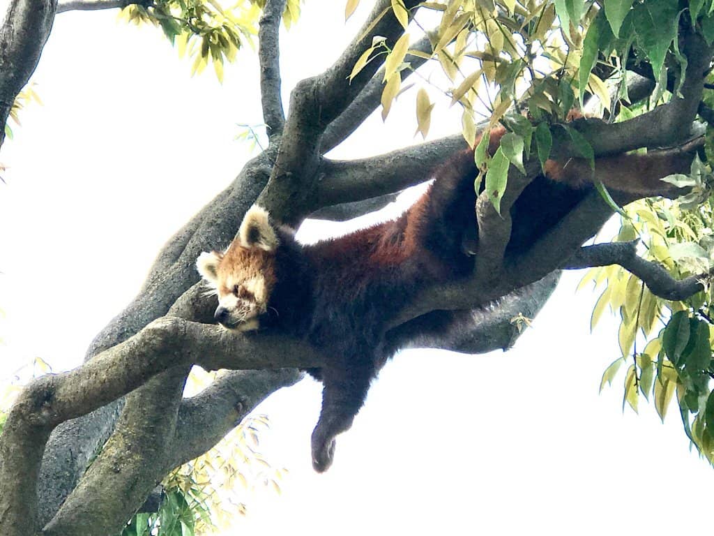 New Temple Structure