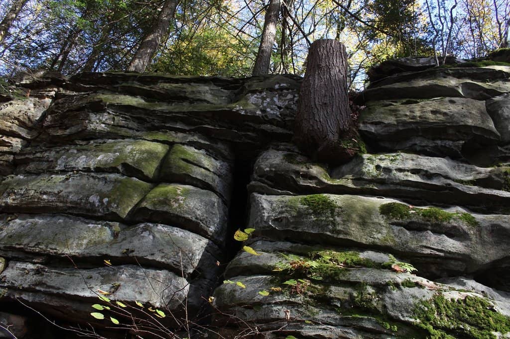 Wooden Boardwalk Trail