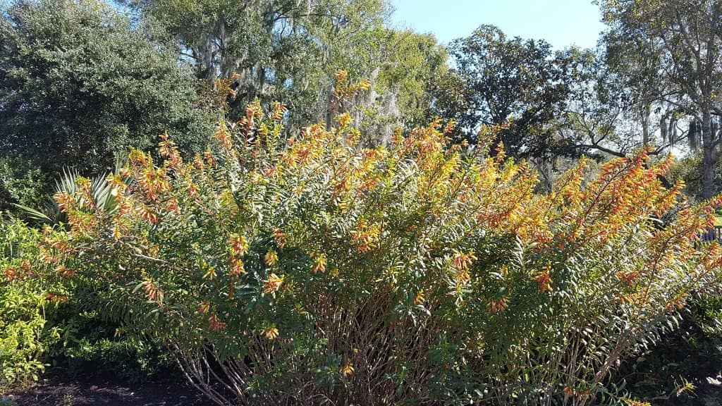 Themed Outdoor Gardens