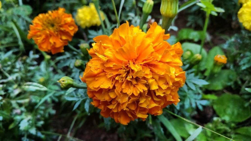 Biodiversity and Green Spaces