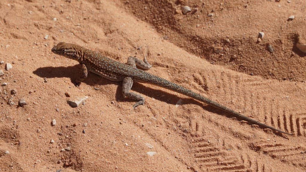 Red Cliffs Dinosaur Track Site