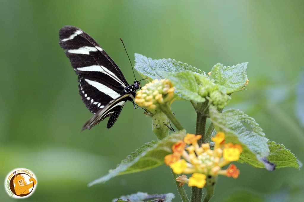 Diverse Bird Collection