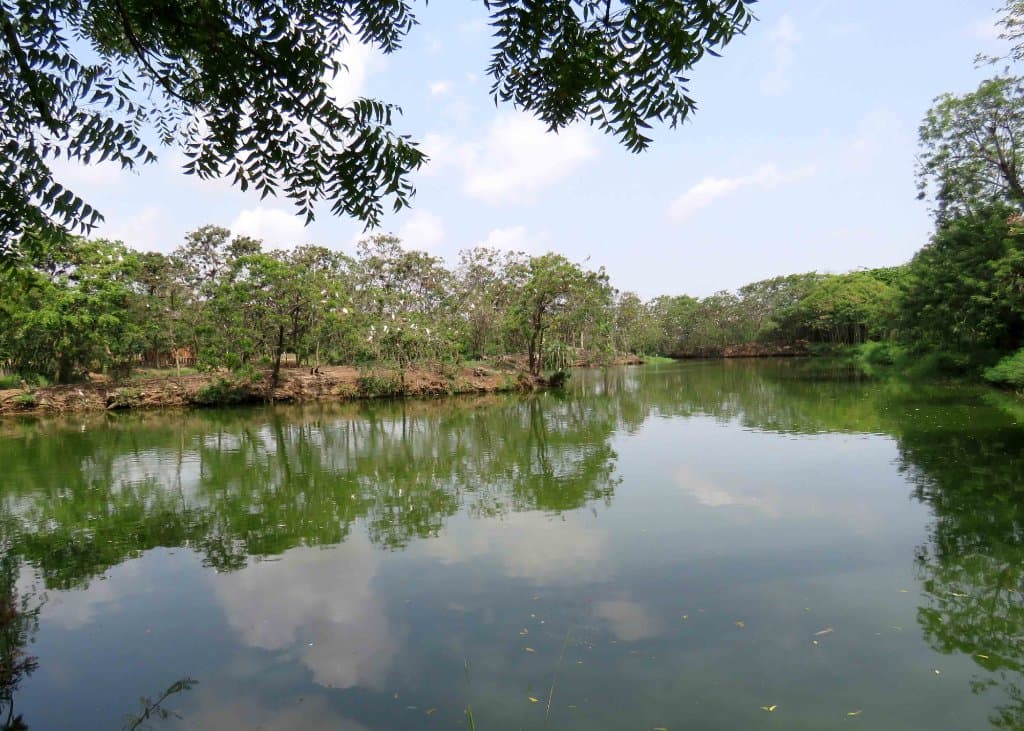 The boating lake and island heronry at Legon