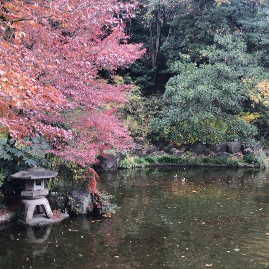 Saigoyama Park Views