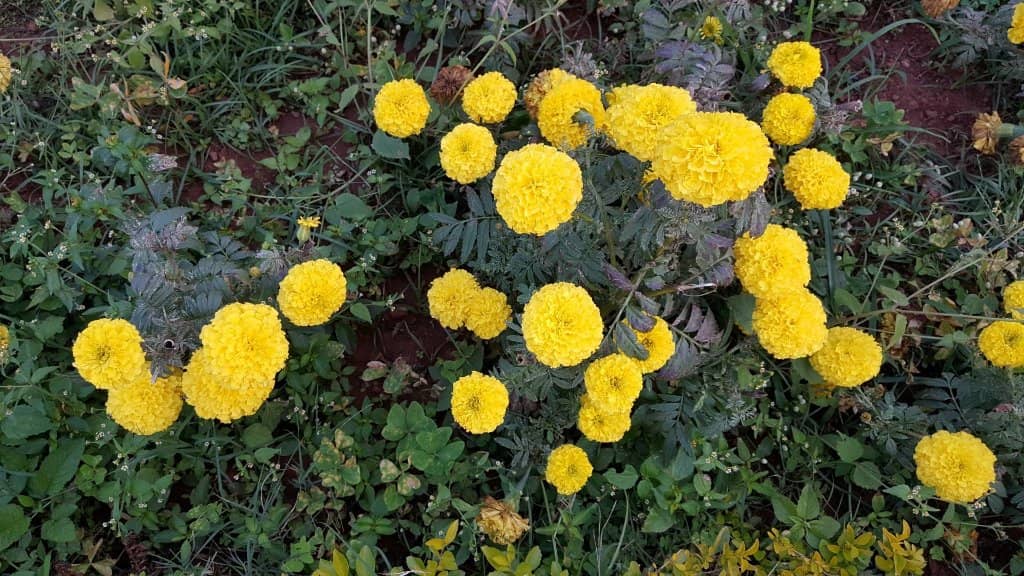 Well-Maintained Gardens