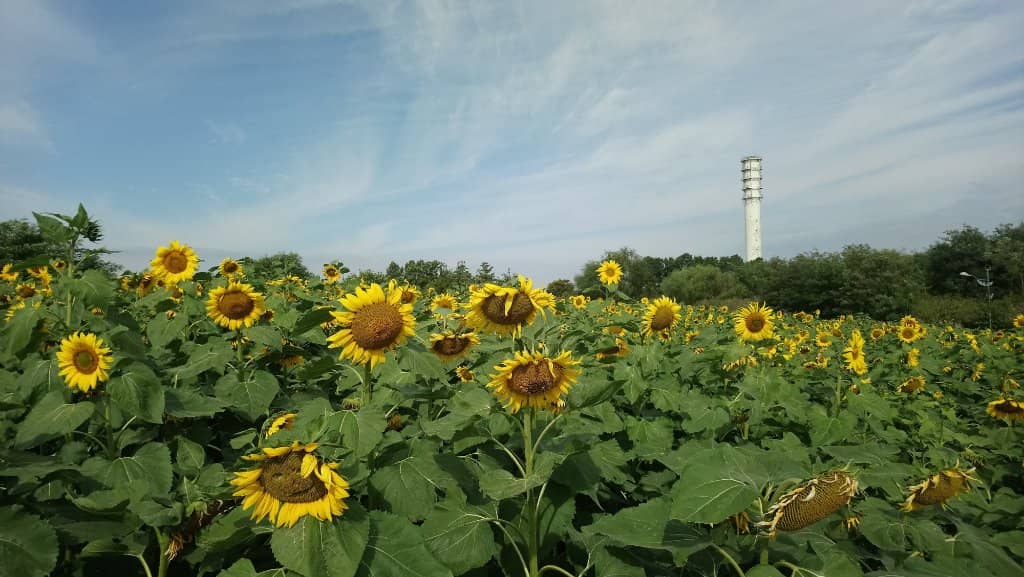 Ramen Picnic Experience