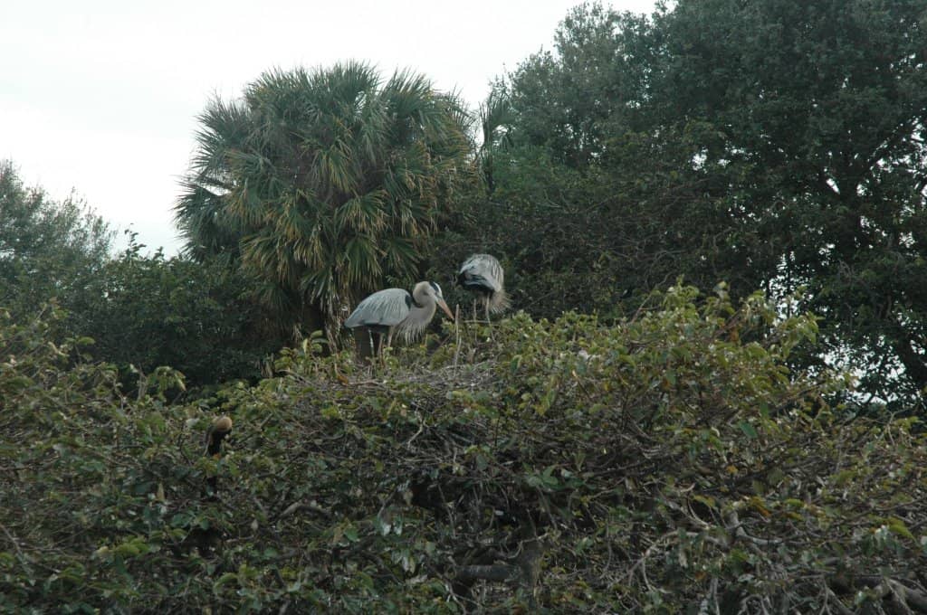 Bird Rookeries