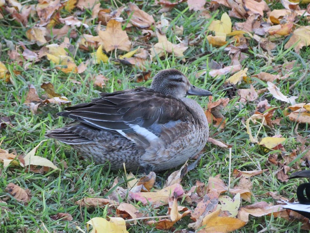 Playgrounds & Picnic Areas