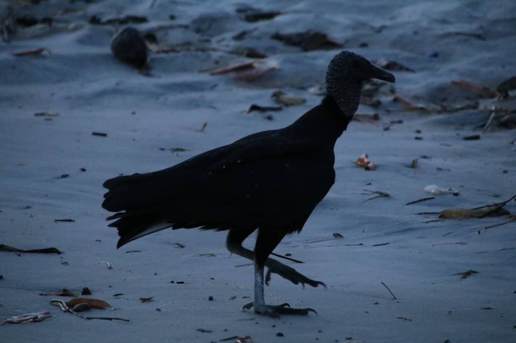 Praia do Marciano Shoreline