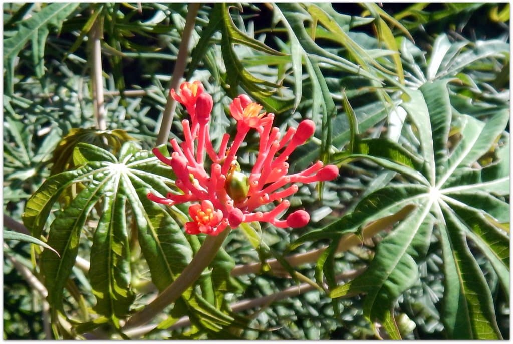 Jardin de los Helechos