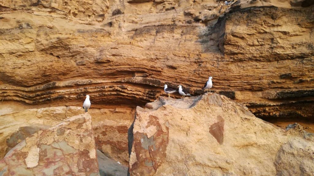 Scenic Reserve Drive