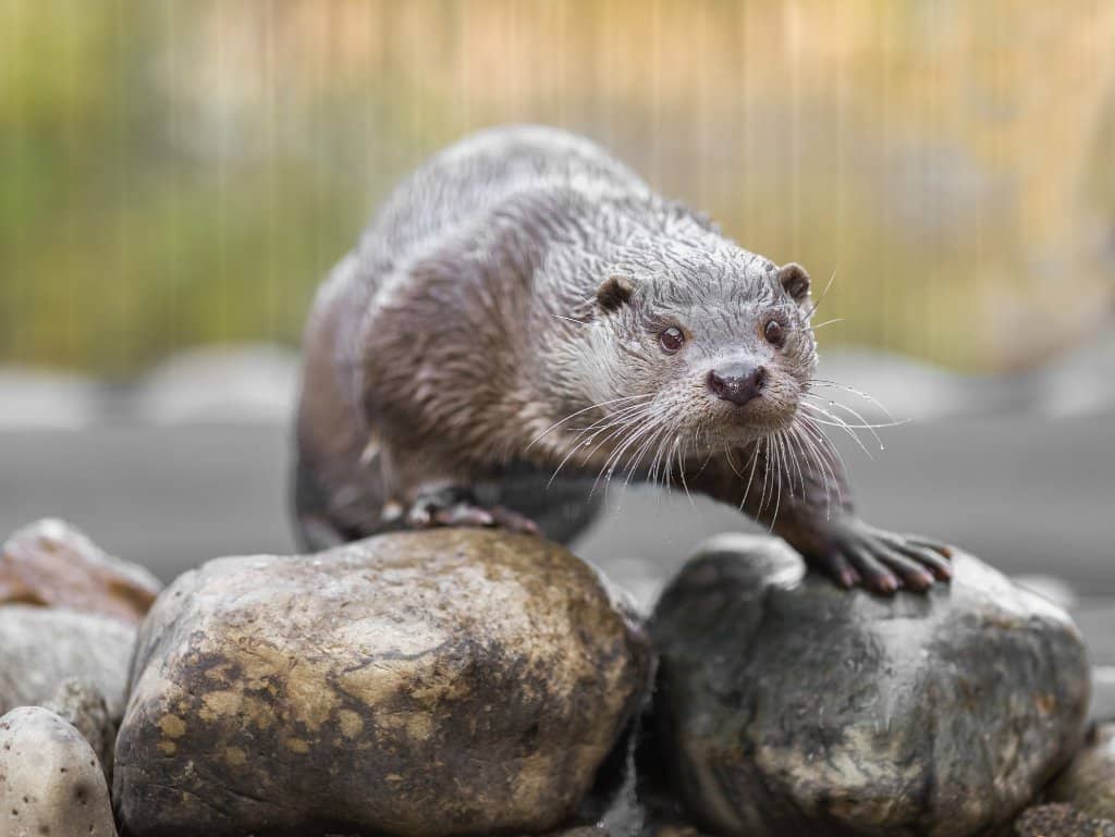 Majestic Amur Tigers