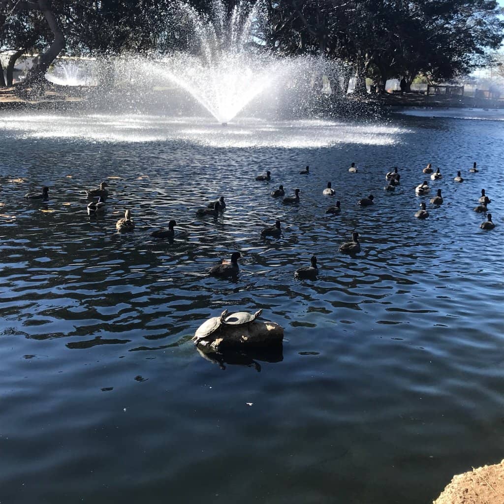 Skate Park Expansion