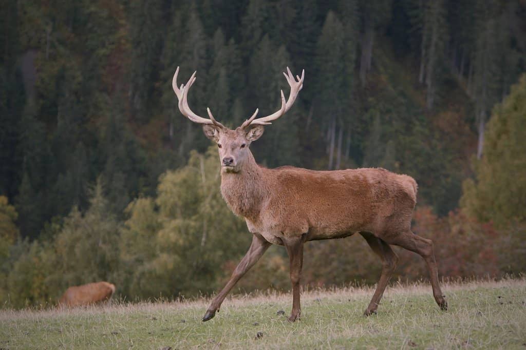 Diverse Wildlife