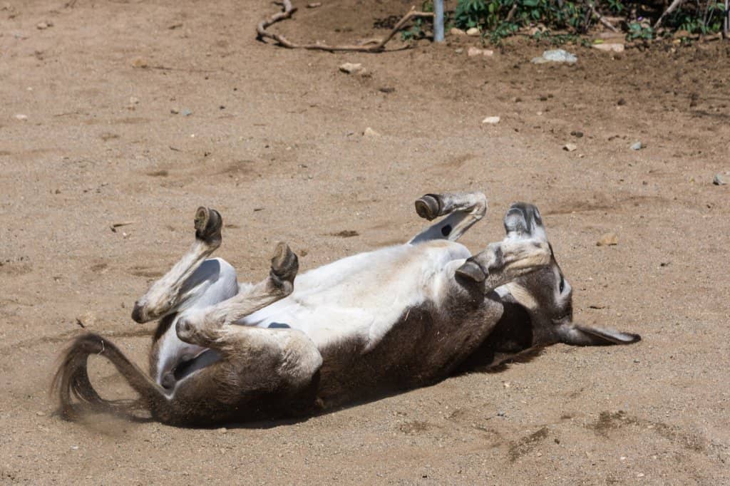 Meet Other Sanctuary Residents