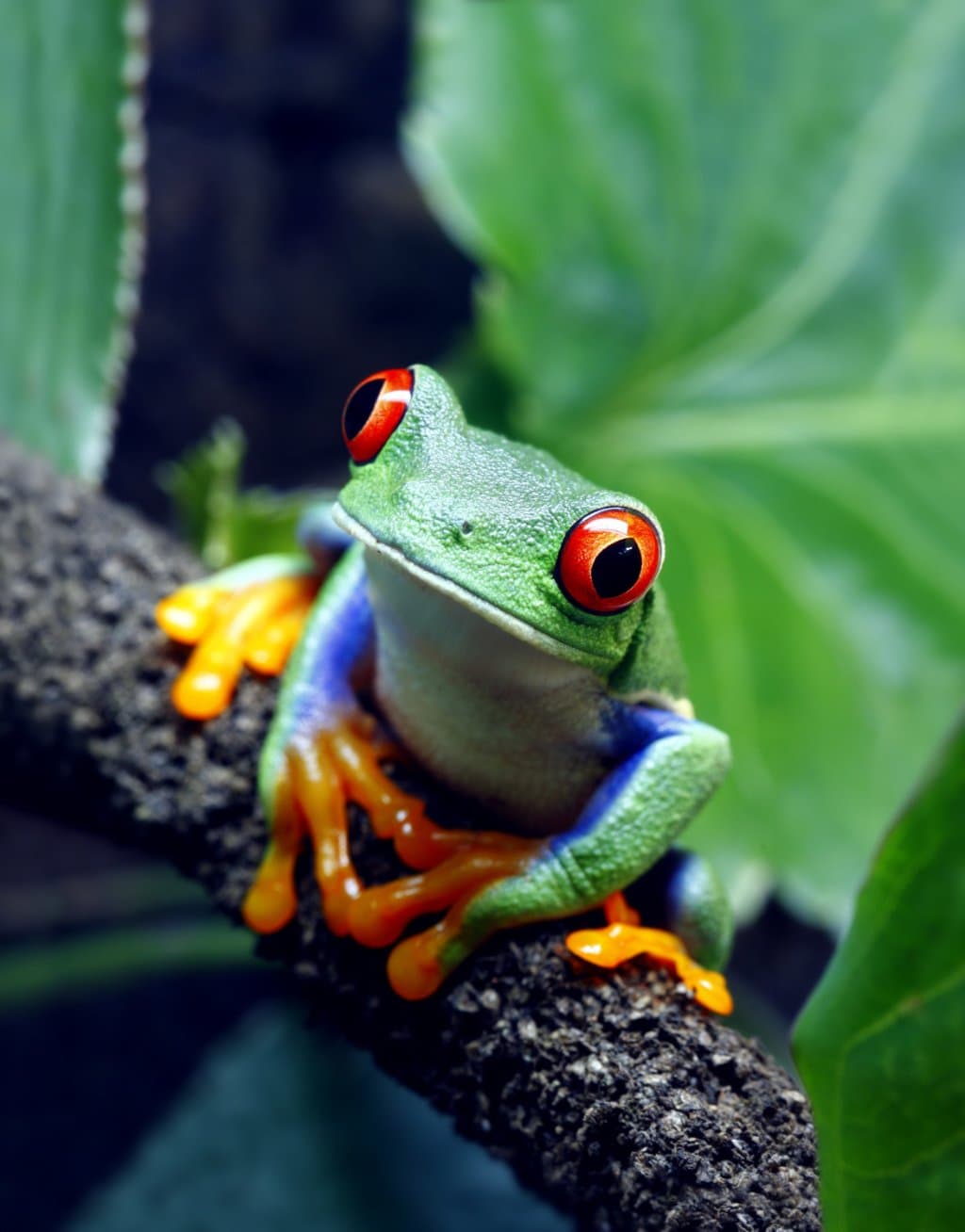 Jewels of the jungle!! Red eye tree frogs.