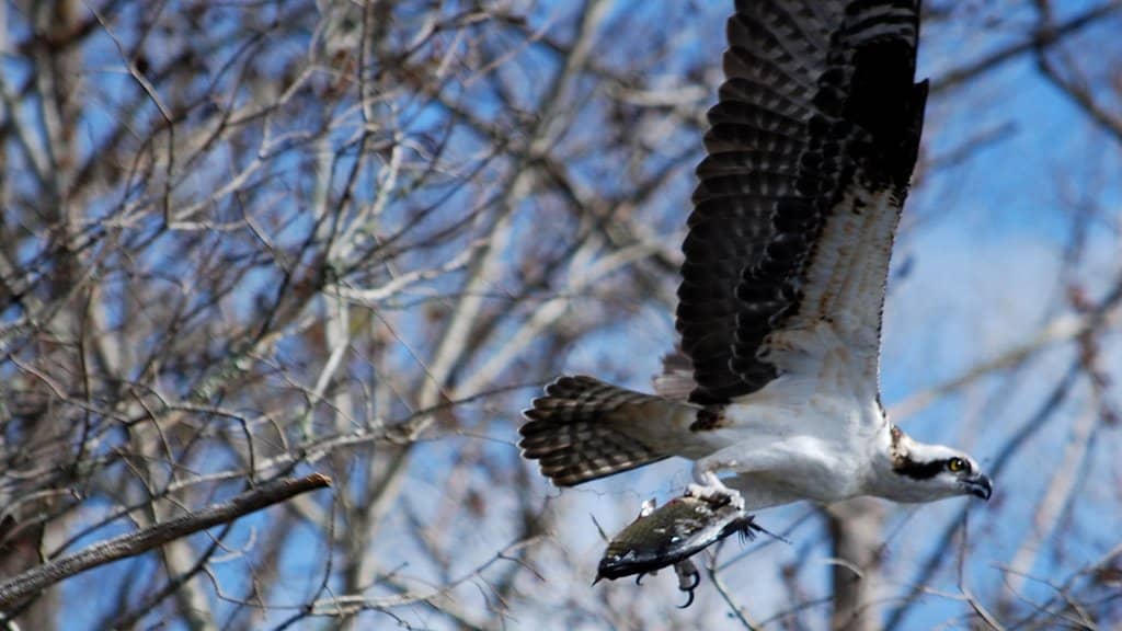 St. Johns River Access