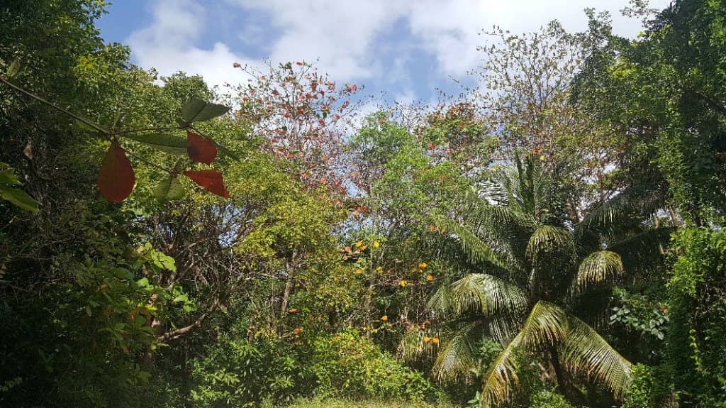 Iguana Encounters